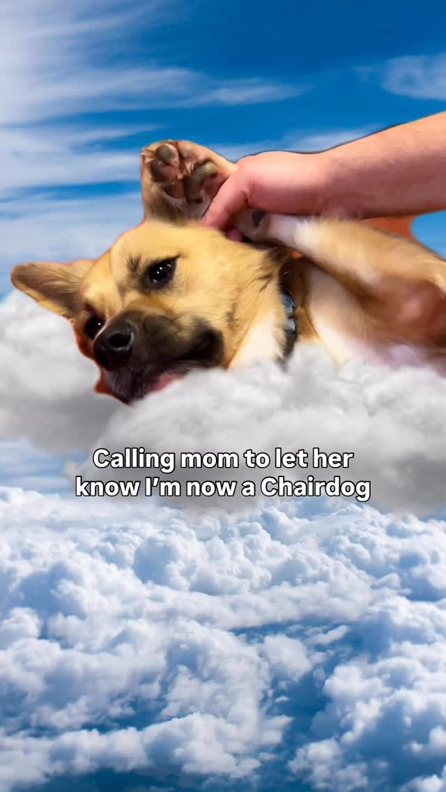 Instagram post by @hendrixthetripawd for BarkBox. Caption reads: Hello, it’s me, Chairdog Hendrix. I’m officially....