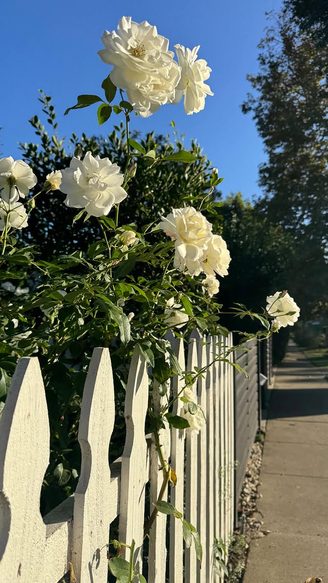 Instagram post by @cunningham_gram for Valhalla Vitality. Caption reads: [...] and everyone else first. Valhalla Vitality....