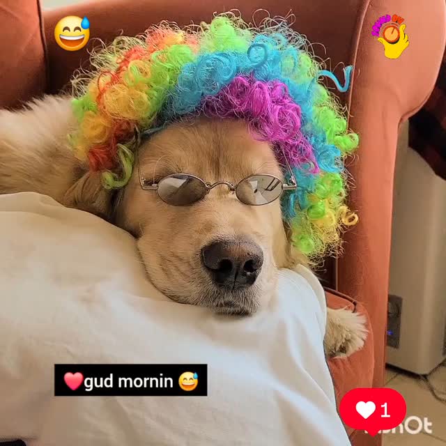 Instagram post by @shaggythegoldenone for Amazon Pets. Caption reads: 💙 Look me, I'm a clown. Gud mornin frens. I wuz 2....