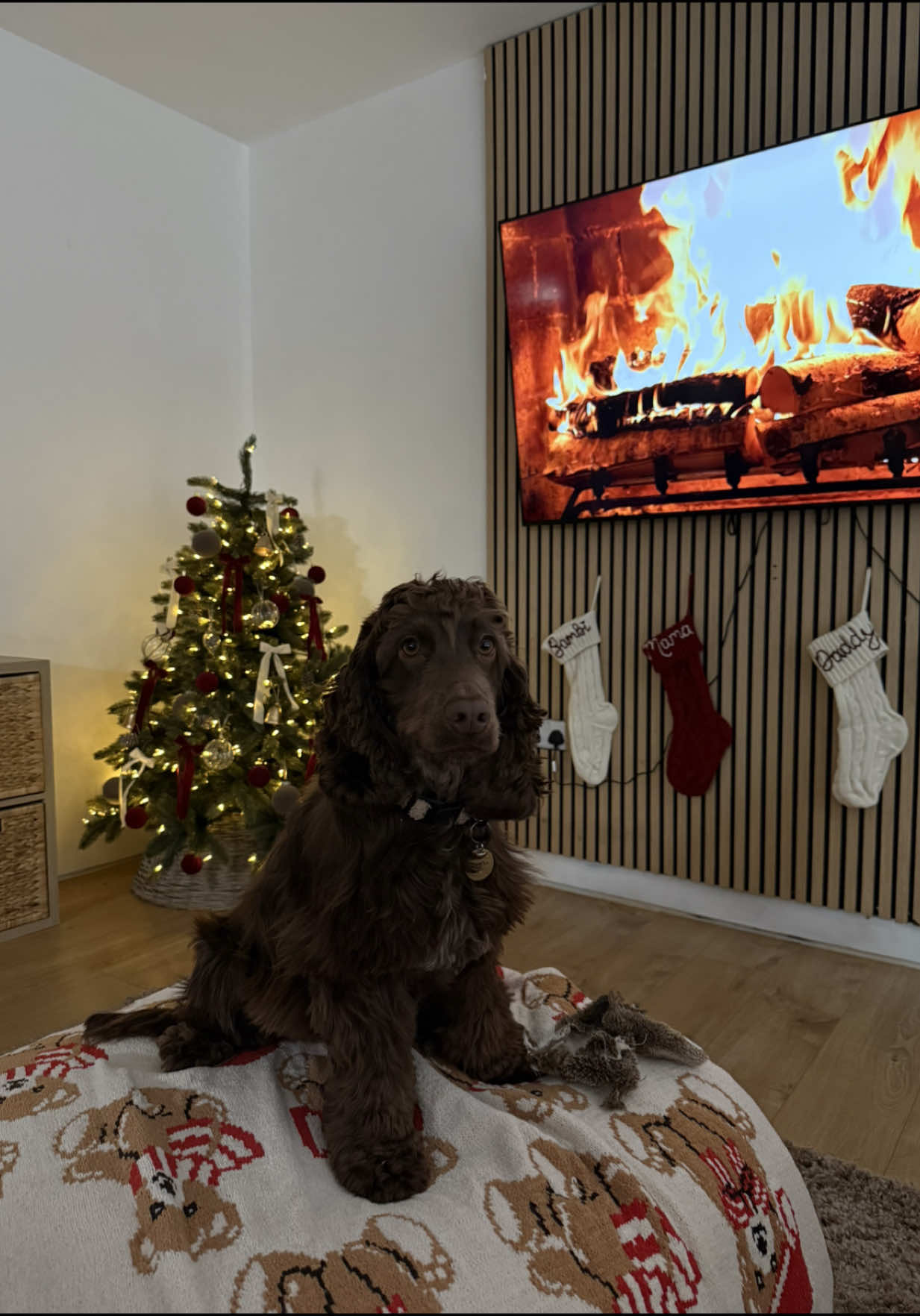 TikTok post by @harleighfairgriev for Balsam Hill. Caption reads: Rara planting our Christmas tree this year 🥹 our....