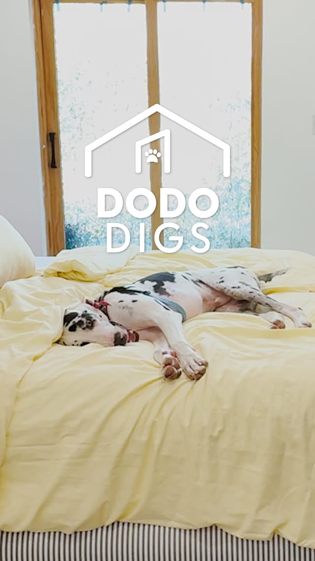 Instagram post by @themeldemi for The Dodo. Caption reads: He sleeps like he owns the whole bed....
