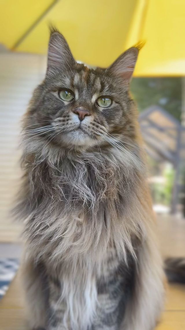 Instagram post by @a.cat.named.fig for ZIWI Pet Food. Caption reads: Fig pondering how I feed her, when she can’t even....