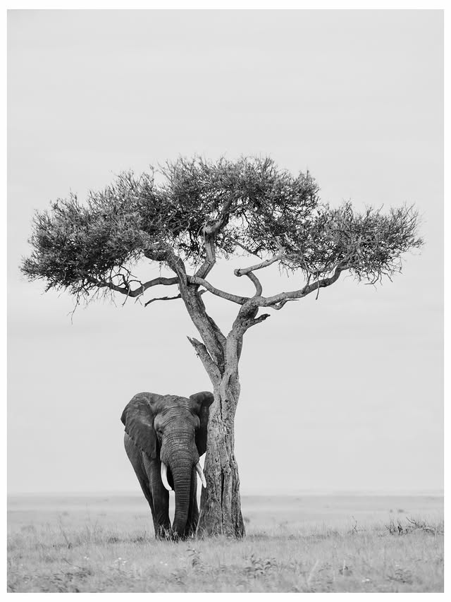 Instagram post by @marionpayr for Nikon DACH. Caption reads: A tale of elephants. Shot on @nikondach....