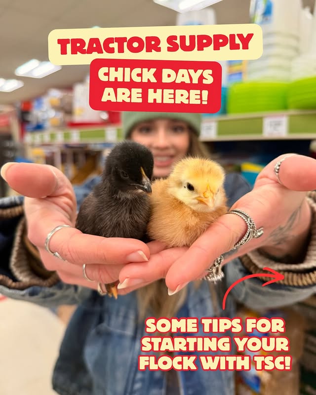 Instagram post by @cheez_and_quacker for Tractor Supply. Caption reads: Happy Chick Season Friends! @tractorsupply Chick....