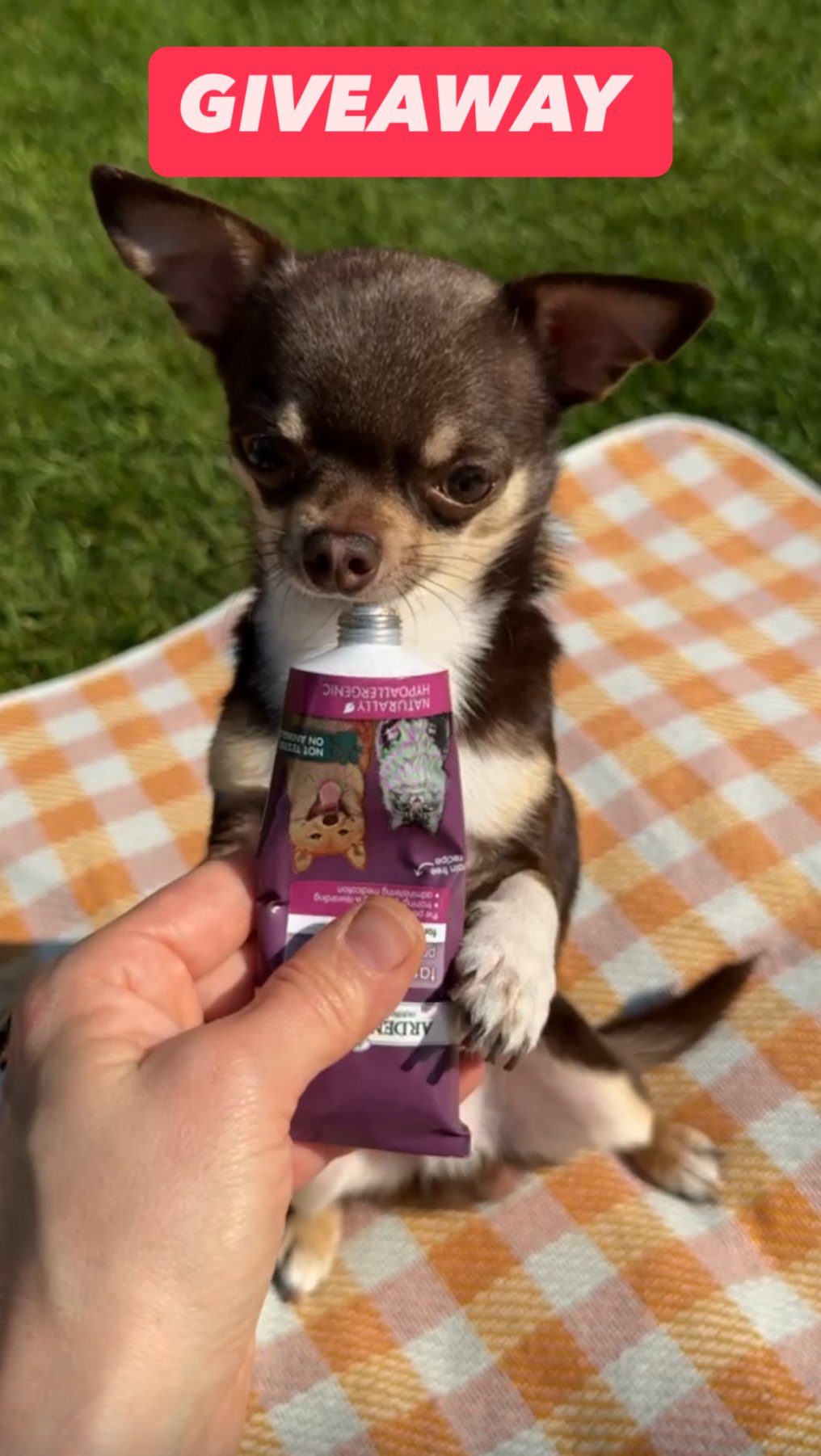 Instagram post by @mila.the.chi for Arden Grange. Caption reads: Mila & Monty Bean’s Tasty Paste giveaway with....