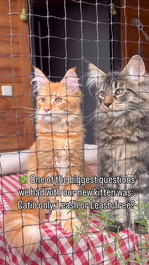 Instagram post by @louiswildlife for Tractive. Caption reads: 😸🌿One of the biggest questions we had when....