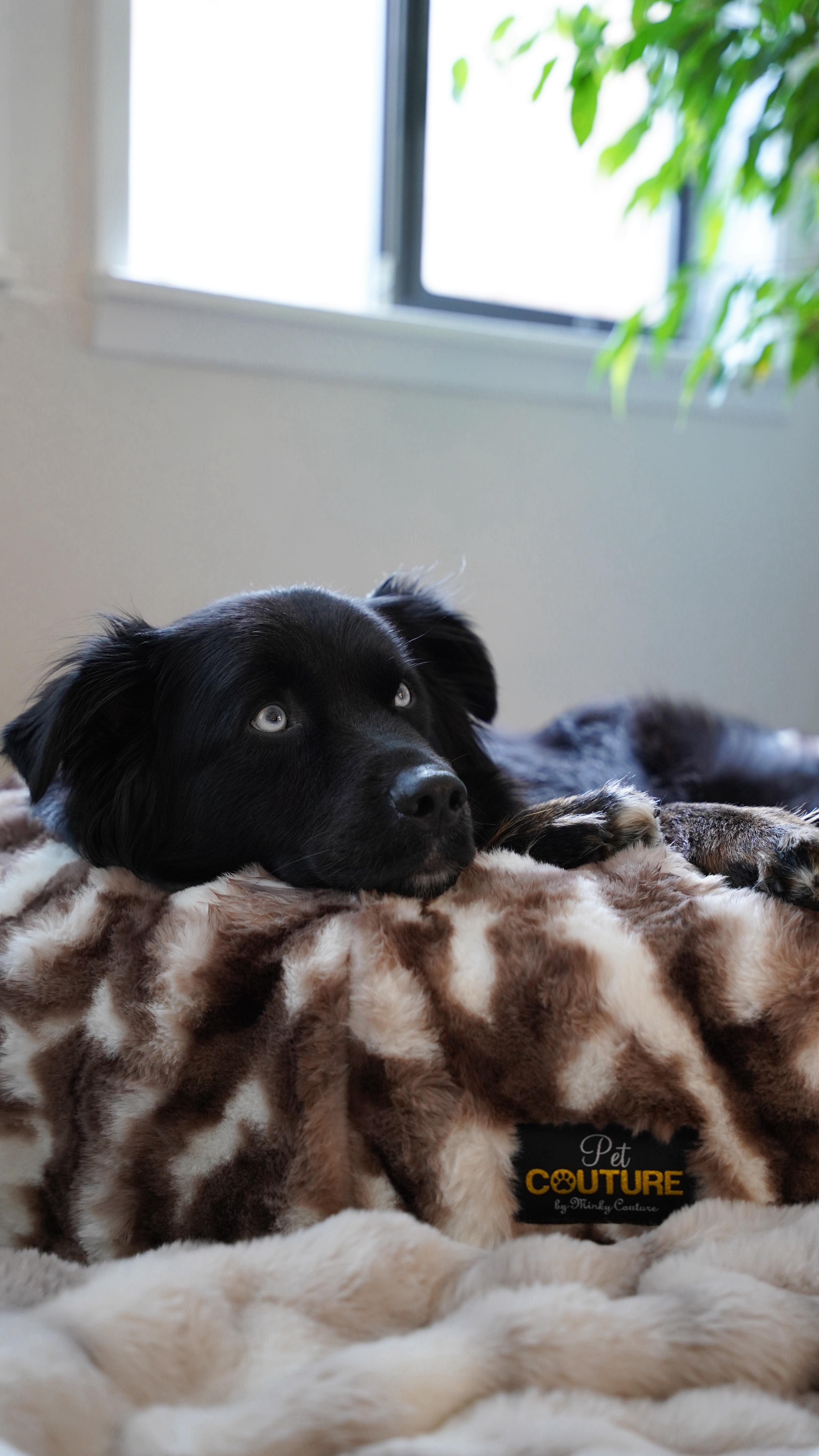 Instagram post by @_oaktheaussie_ for Soft Minky Blanket. Caption reads: The softest bed and blanket my paws have ever....