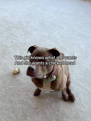 TikTok post by @thepamperedpitties for King Lou. Caption reads: [...] #Dogchews #HappyDog #SpoiledDog @King Lou.