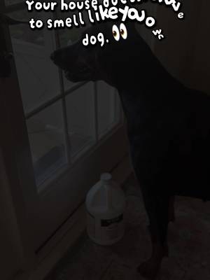 TikTok post by @lunathelegend512 for Odorcide. Caption reads: [...] to. 😂🐾 KOE stays in this house. 🛒....