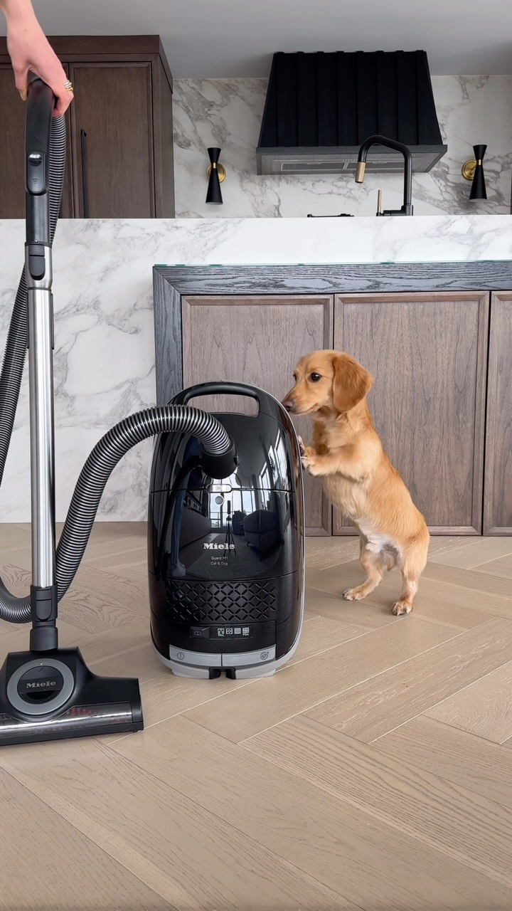 Instagram post by @cashewdachshund for Miele. Caption reads: [...] with Cashew! Today we are using the NEW....