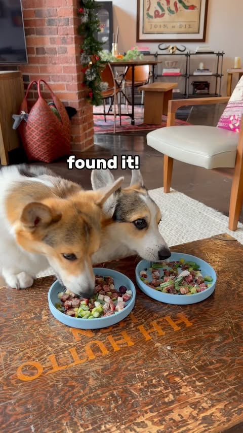 Instagram post by @bradythecorgi for Maev. Caption reads: [...] Black Friday Training Camp fueled by....