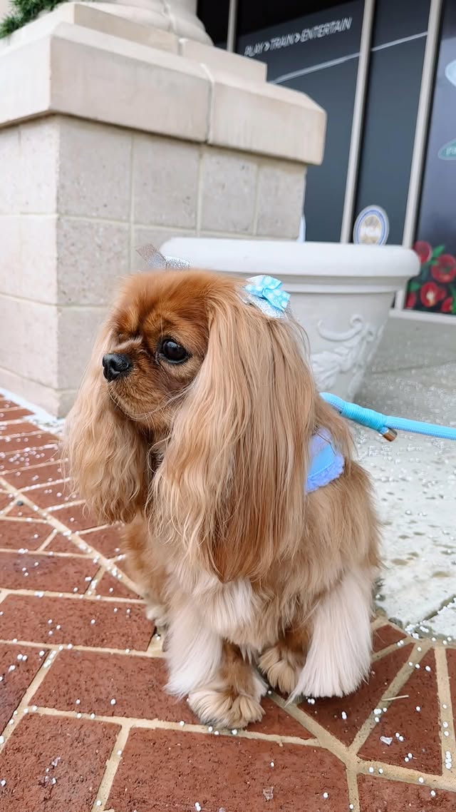 Instagram post by @ladyemmaofashburn for Cavology. Caption reads: [...] Easy-O Harnesses are so beloved by....