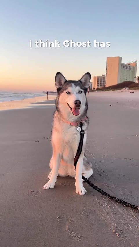 Instagram post by @ontariohuskies for Tractive. Caption reads: [...] are out, florida spring is in☀️🏖️ @tractive....