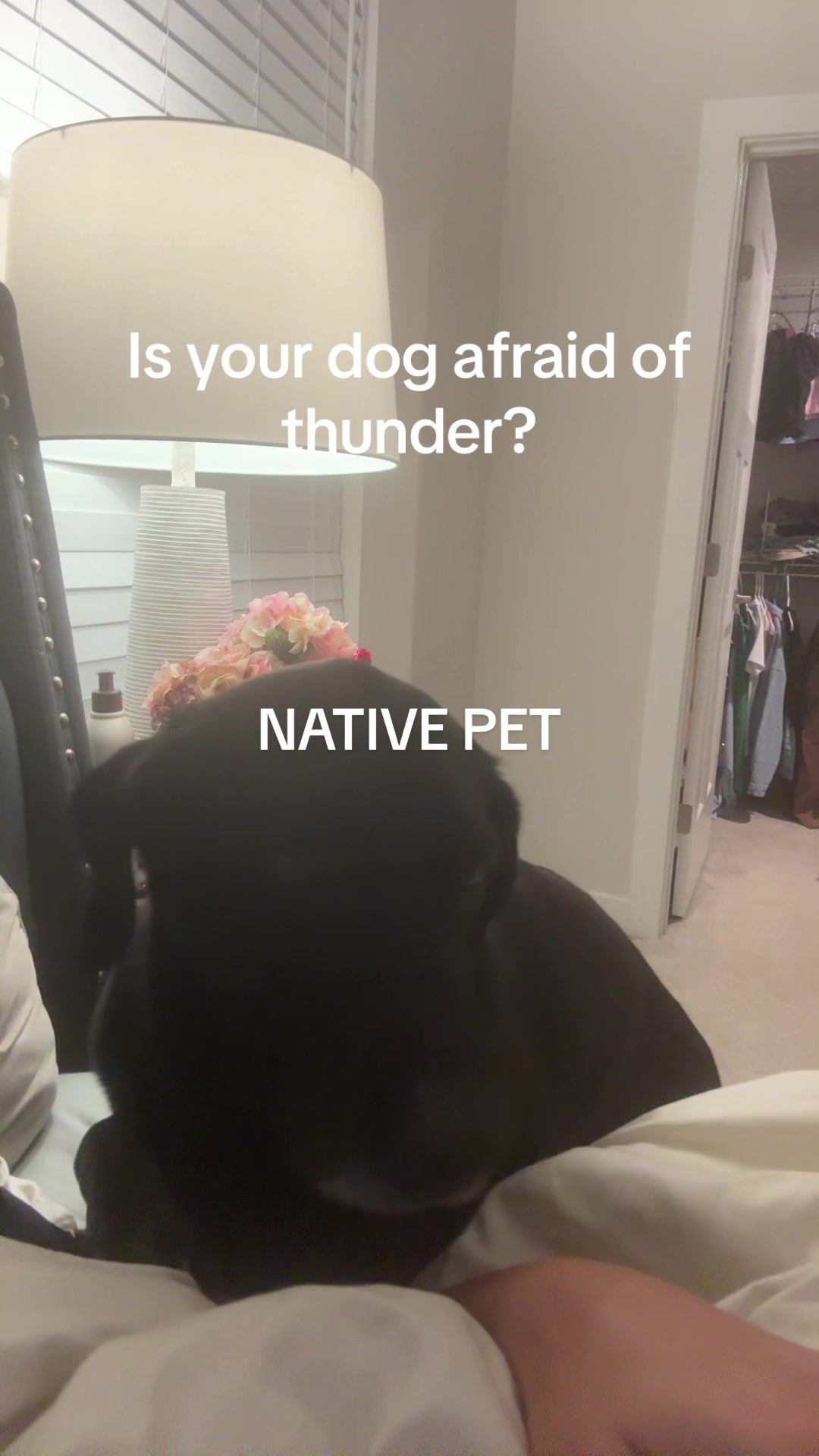 TikTok post by @kenzieleigh_ for Native Pet. Caption reads: Poor anxious boy @Native Pet....
