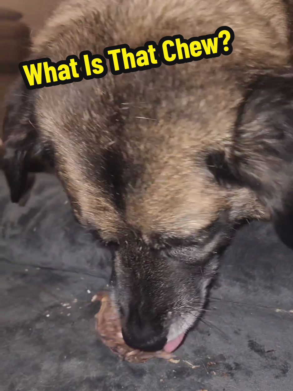 TikTok post by @quesothegs for King Lou. Caption reads: [...] just wants to chomp and chew on his @King....