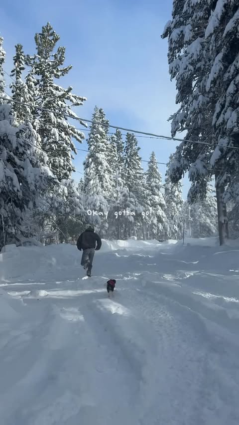 Instagram post by @happywithmeg for The Farmer's Dog. Caption reads: 🐶Willie: “The past 6 months of my life have been....