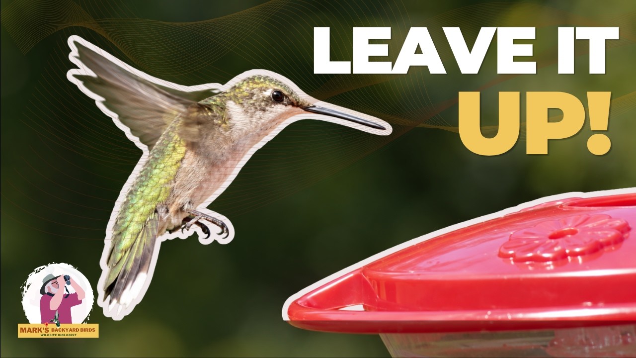 YouTube post by @marksbackyardbirds for vidIQ. Caption reads: Are Your Hummingbirds Gone? When It’s REALLY Time....
