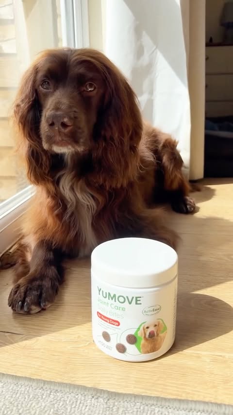 Instagram post by @herbie.werbie for YuMOVE. Caption reads: [...] my joints. Luckily for me, Mum gets me....