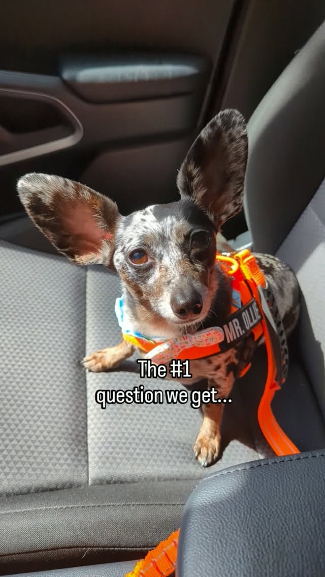 Instagram post by an influencer for Basepaws. Caption reads: [...] guesses never end! Thanks to @basepaws Dog....
