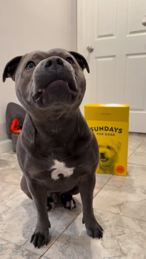 Instagram post by @enzothebluestaffordshire for Sundays for Dogs. Caption reads: Mom can you please just give me my @sundaysfordogs....