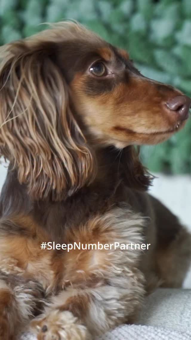 Instagram post by @adrianwilliamsnyc for Sleep Number. Caption reads: #SleepNumberPartner 🐾 Frankie here with the [...].