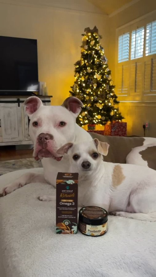 Instagram post by @queso.and.beans for Pet Releaf. Caption reads: [...] new year off right with incorporating....