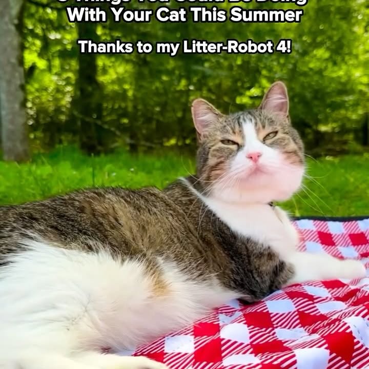 Instagram post by @mollymollzthetabby for Litter-Robot. Caption reads: Summer fun with @thelitterrobot 😎 What will you....