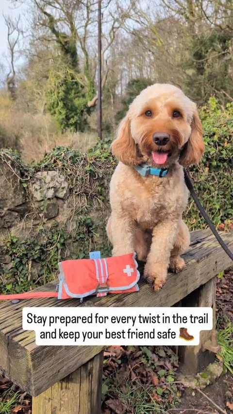 Instagram post by @cooper_cockerpoo_north_wales for Kurgo. Caption reads: [...] on all our forest walks with our Kurgo....