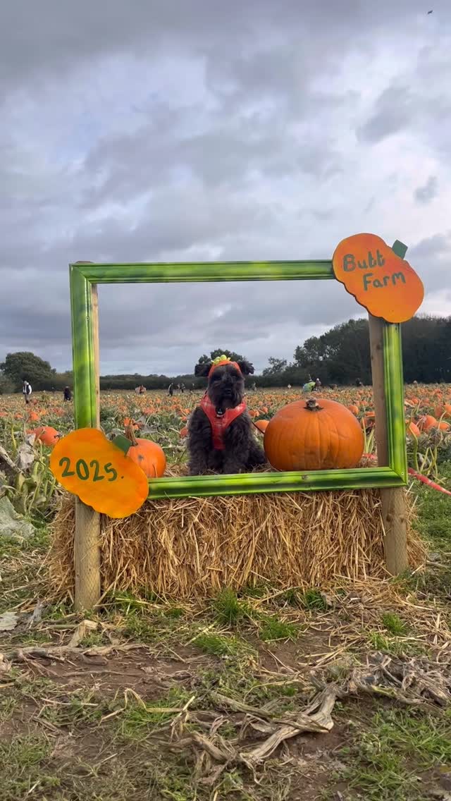 Instagram post by @its_little_eddy for Scrumbles. Caption reads: If you need me, I’ll be picking pumpkins 🎃 

Are....