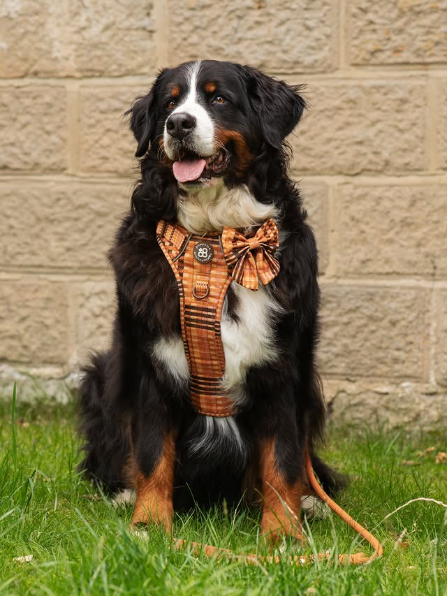 Instagram post by @berner.bears for Pawsome Paws Boutique. Caption reads: Autumn is coming soon to PPB and you know I can’t....