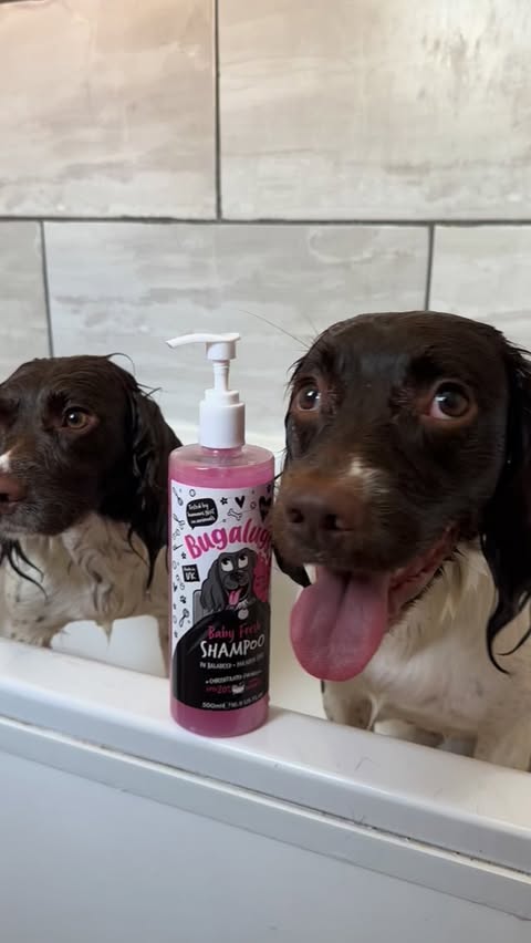 Instagram post by @adventures_of_coco_wren_maggie for Bugalugs Pet Care. Caption reads: [...] for Springers- here’s our secret!....