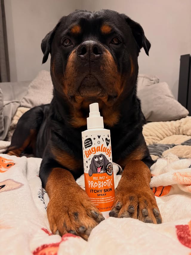 Instagram post by @demiwiththedogs for Bugalugs Pet Care. Caption reads: [...] this week ☹️ trying out the new....