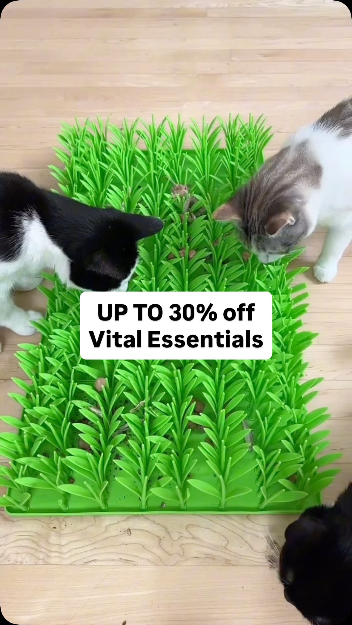 Instagram post by an influencer for Vital Essentials. Caption reads: [...] their foraging fun with @vitalessentialsraw....