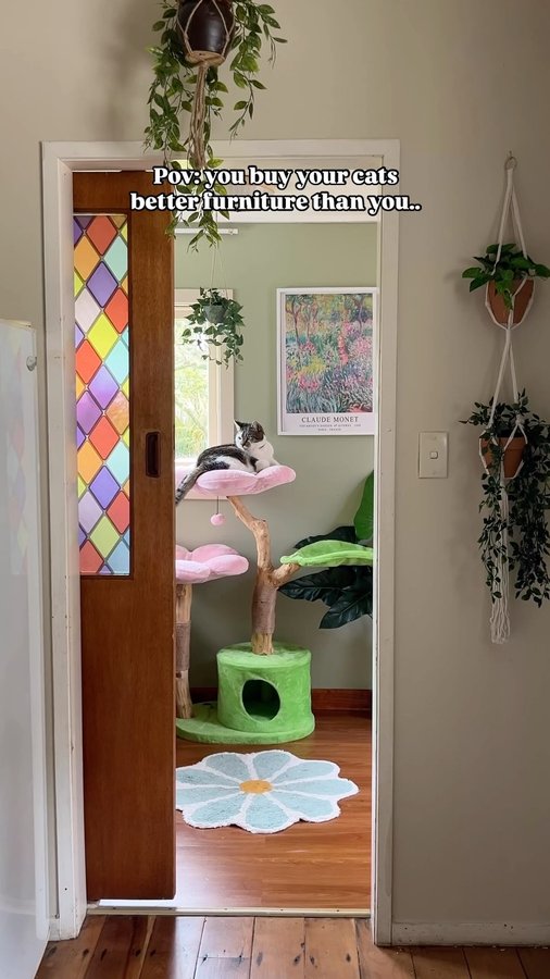 Instagram post by @shonalalena for KBSPETS. Caption reads: [...] spoil your cats? My cat trees are from....