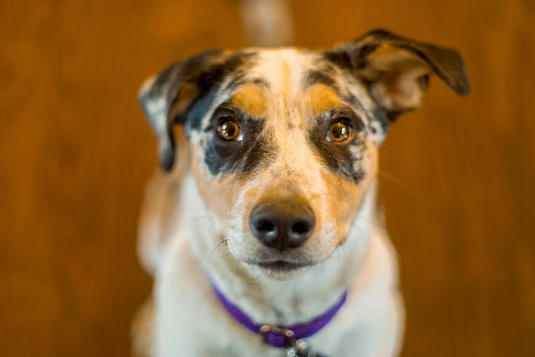 Instagram post by @sawna for FURminator. Caption reads: To grandparents house we go! 
Headed back to LA....