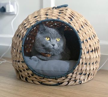 Instagram post by @kinglouis_britishblue for MADE.COM. Caption reads: The first cat bed I can’t get enough of. Normally....