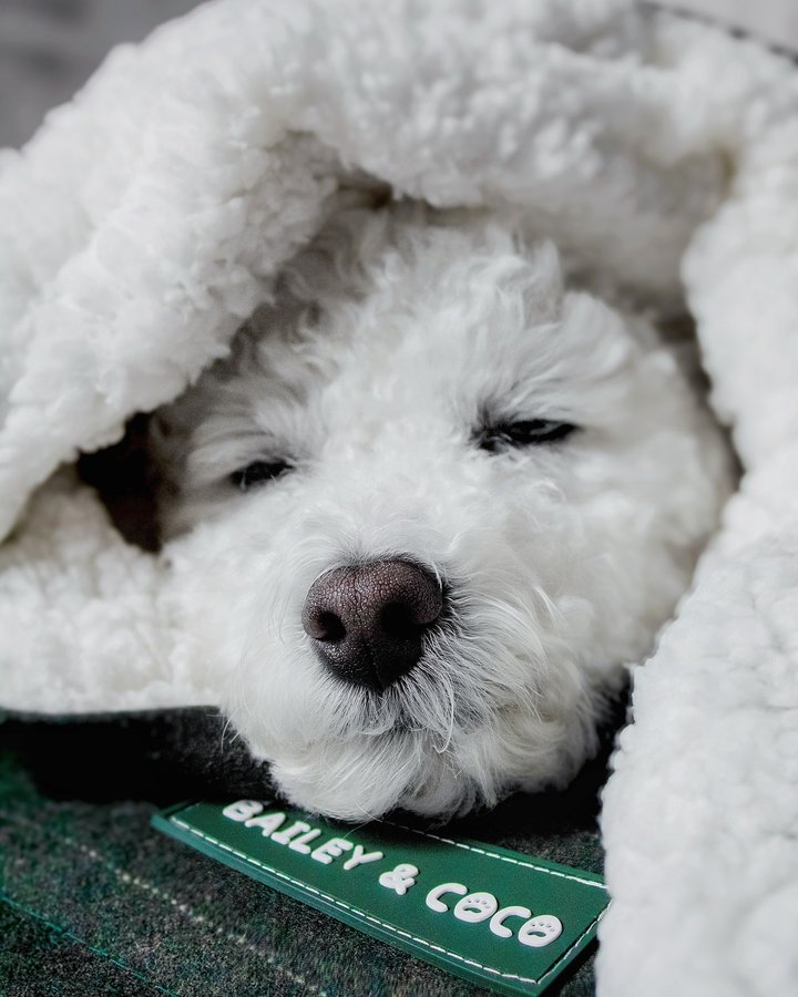 Instagram post by @lifeofapoochon for Bailey and Coco. Caption reads: [...] ❄️ 

After a nippy walk, under my....