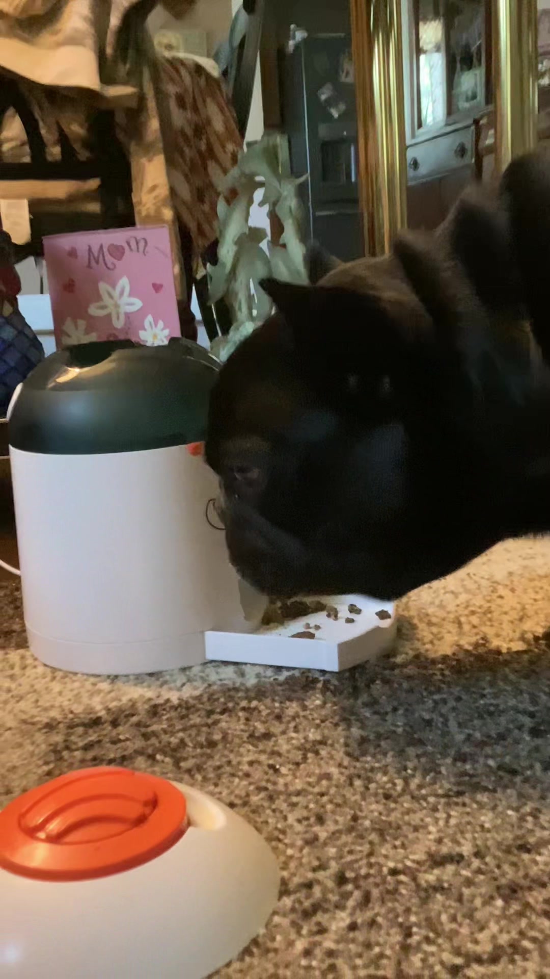 TikTok post by @ctsparks5 for Potaroma. Caption reads: @Potaroma Pets Electronic Dog and Cat Interactive....