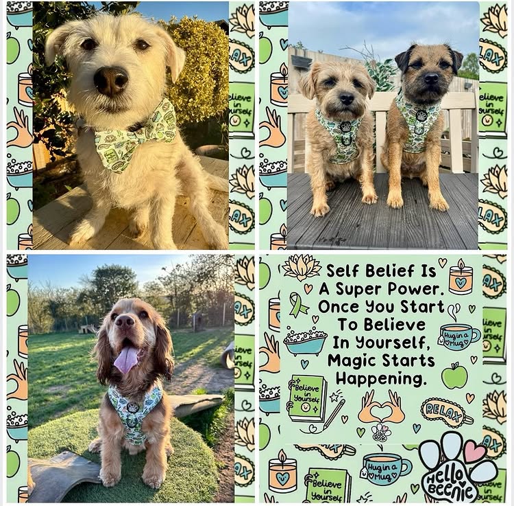 Instagram post by @iamwoodythecockapoo for Hello Beenie. Caption reads: “Positive anything is better than negative....