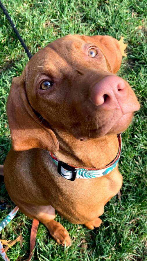 Instagram post by @waffles_the_vizsla for The Dog Agency. Caption reads: Was ChatGPT wrong? 😂 #vizslas.