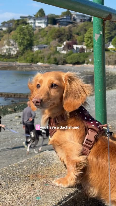 Instagram post by @cashewdachshund for Earth Rated. Caption reads: [...] are a thing of the past since adding....