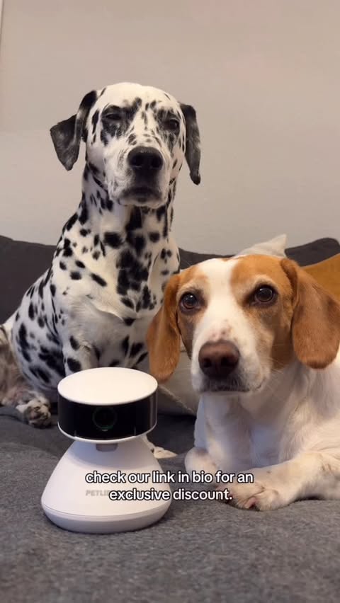 Instagram post by @dino.and.ruby for Petlibro. Caption reads: [...] code DINORUBY25 to save 25% off your....