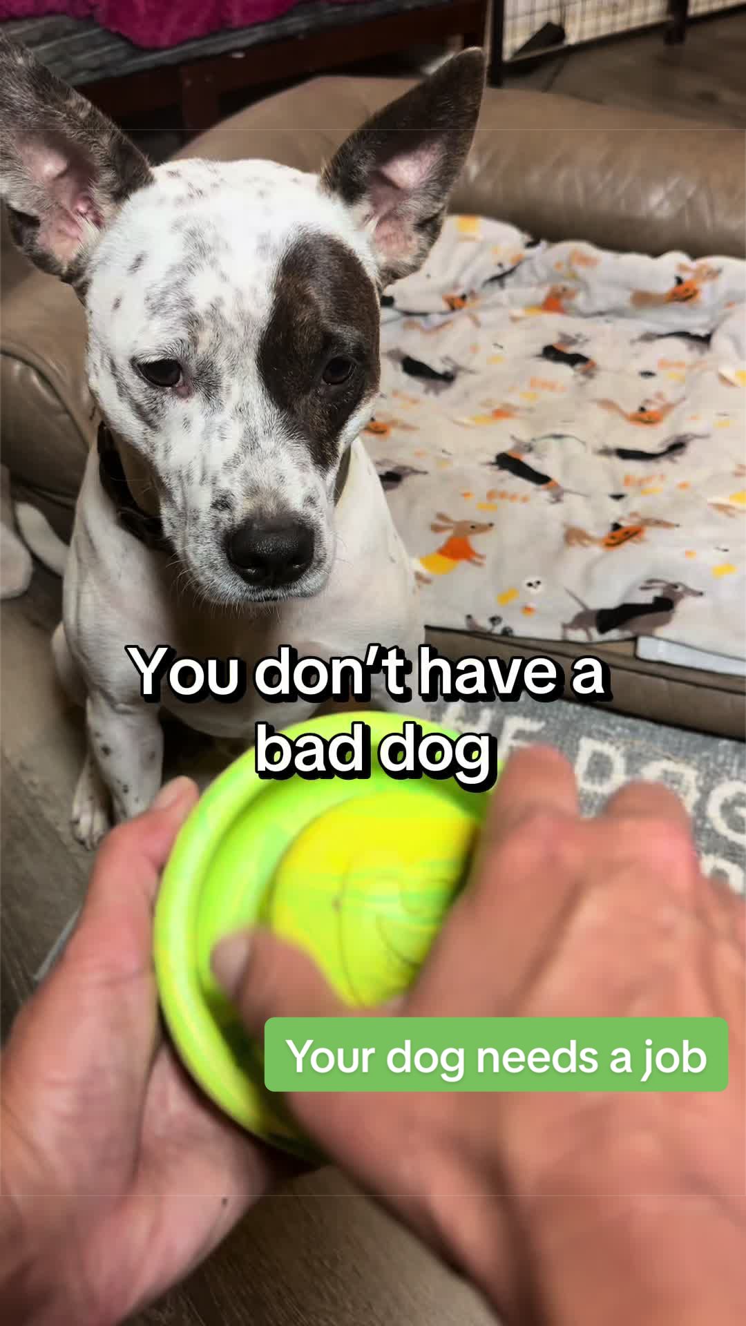 TikTok post by @thesuperkrew for Benebone. Caption reads: Bored dogs are creative. 😂🐾 @Benebone.