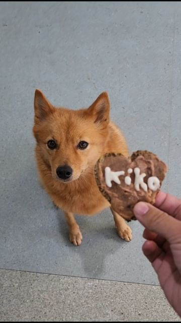 Instagram post by @kayatheshepherd for ZIWI Pet Food. Caption reads: A @ziwipets cookie for the best girl! (Kaya got....