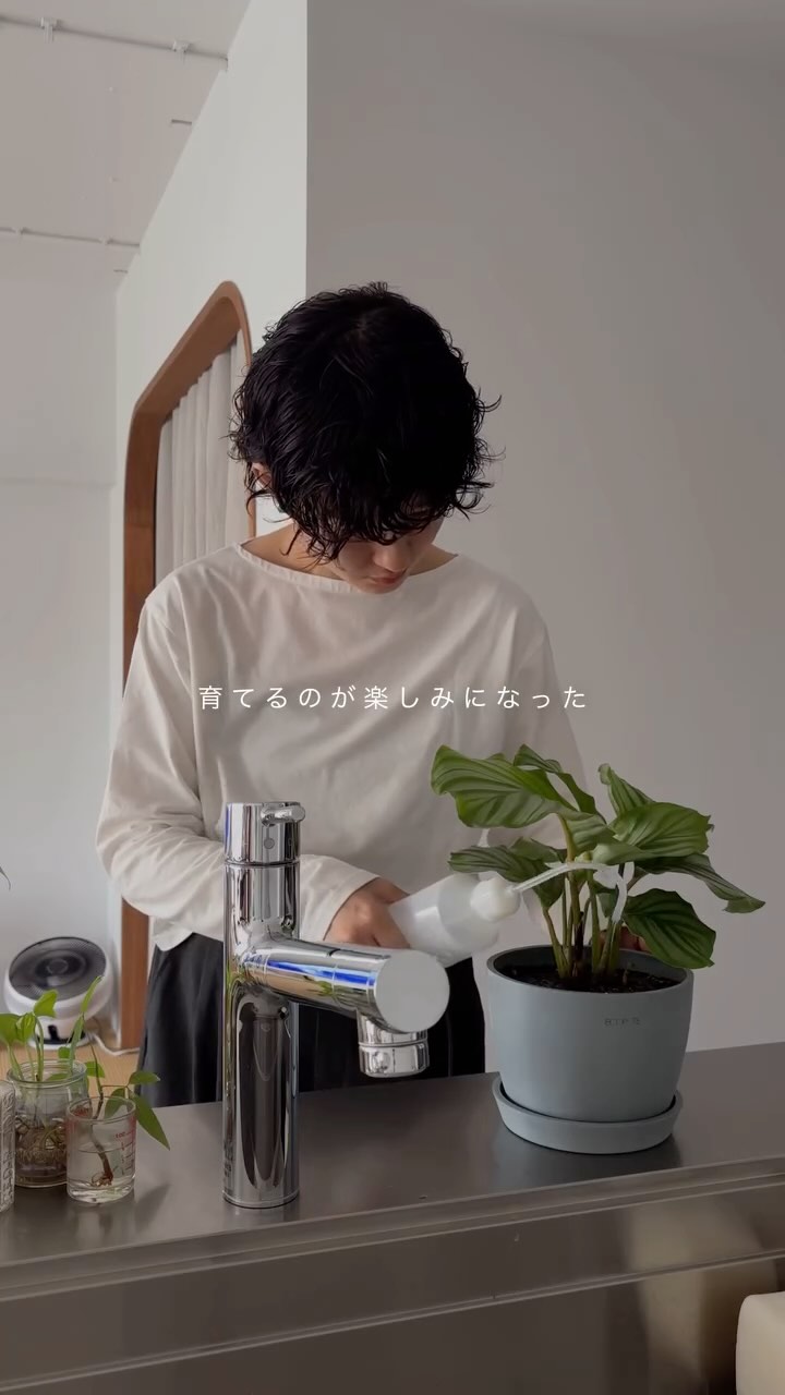 Instagram post by @ayaka___kurashi for AND PLANTS. Caption reads: 植物の植え替え&新しい子をお迎えしました🪴
　
差し木から育ててる大事なエバーフレッシュ🌿
大き....