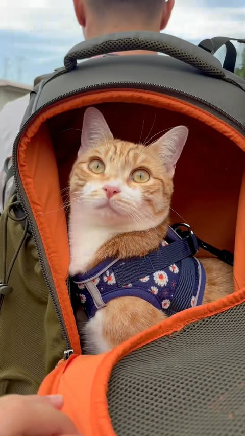 Instagram post by @tommy_home_family for Petsfit. Caption reads: [...] Backpack, makes all the difference. The....
