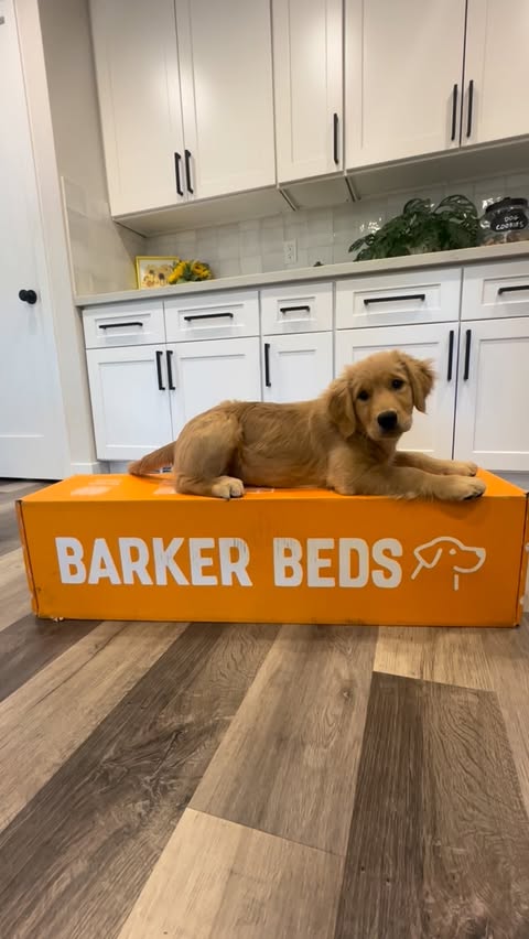 Instagram post by @goodasgoldens for Big Barker. Caption reads: [...] Sky perfecting her PLACE on all her....