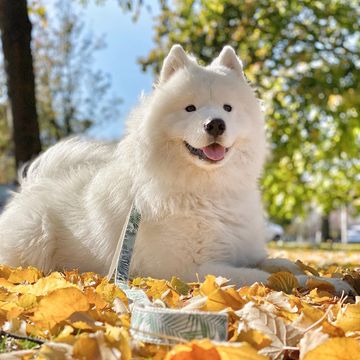 Instagram post by @beauthesammy for Puppysphere. Caption reads: When you see a cutie across the park...

#heygirl....