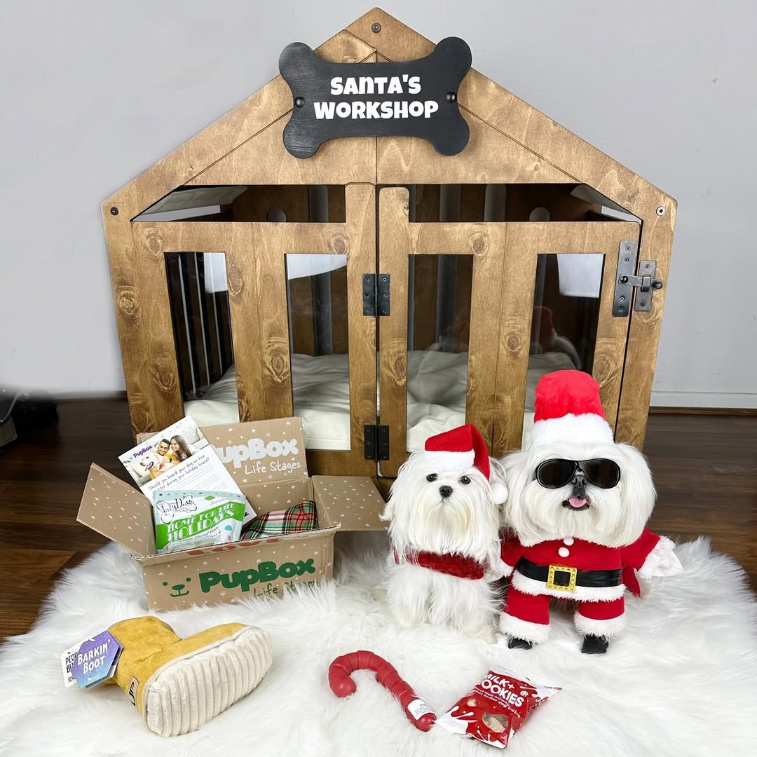 Instagram post by @tinyspikeymikey for PupBox. Caption reads: [...] your presents 🎁 Check it out this cool....