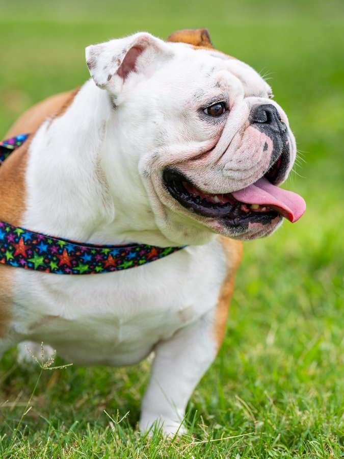 Instagram post by @bowser_the_english for Bullhug. Caption reads: Use code Bowser10 for 10% off ALL future @bullhug....